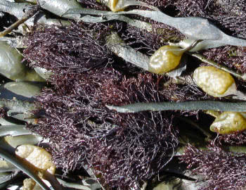 Polysiphonia on Ascophyllum nodosum